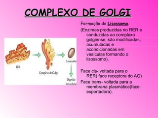 COMPLEXO DE GOLGI Formação do  Lisossomo . (Enzimas produzidas no RER e conduzidas ao complexo golgiense, são modificadas, acumuladas e acondicionadas em vesículas formando o lisossomo). Face cis- voltada para o RER( face receptora do AG) Face trans- voltada para a membrana plasmática(face exportadora).     