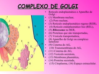 COMPLEXO DE GOLGI Retículo endoplasmático e Aparelho de Golgi : (1) Membrana nuclear, (2) Poro nuclear,  (3) Retículo endoplasmático rugoso (RER), (4) Retículo endoplasmático liso (REL),  (5)  Ribossomo  no RER,  (6) Proteínas que são transportadas,  (7) Vesícula transportadora,  (8) Aparelho de Golgi ou complexo lameloso  (9) Cisterna do AG, (10) Transmembrana do AG,  (11) Cisterna do AG,  (12) Vesícula secretora,  (13) Membrana plasmática,  (14) Proteína secretada, (15) Citoplasma, (16) Espaço extracelular.  