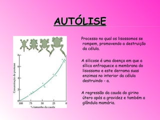AUTÓLISE Processo no qual os lisossomos se rompem, promovendo a destruição da célula.   A silicose é uma doença em que a sílica enfraquece a membrana do lisossomo e este derrama suas enzimas no interior da célula destruindo - a.   A regressão da cauda do girino útero após a gravidez e também a glândula mamária. 