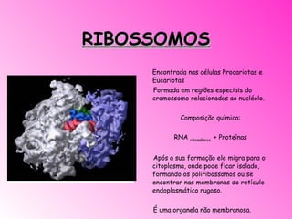 RIBOSSOMOS Encontrada nas células Procariotas e Eucariotas   Formada em regiões especiais do cromossomo relacionadas ao nucléolo.   Composição química:   RNA  ribossômico  + Proteínas   Após a sua formação ele migra para o citoplasma, onde pode ficar isolado, formando os poliribossomos ou se encontrar nas membranas do retículo endoplasmático rugoso.   É uma organela não membranosa.   Síntese de Proteínas                                                                                                                                            