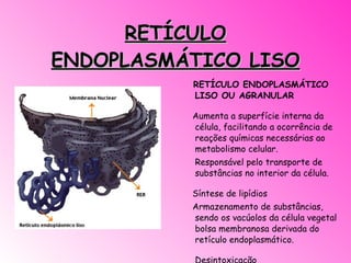 RETÍCULO ENDOPLASMÁTICO LISO RETÍCULO ENDOPLASMÁTICO LISO OU AGRANULAR Aumenta a superfície interna da célula, facilitando a ocorrência de reações químicas necessárias ao metabolismo celular. Responsável pelo transporte de substâncias no interior da célula. Síntese de lipídios Armazenamento de substâncias, sendo os vacúolos da célula vegetal bolsa membranosa derivada do retículo endoplasmático. Desintoxicação 