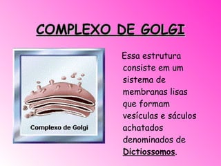 COMPLEXO DE GOLGI Essa estrutura consiste em um sistema de membranas lisas que formam vesículas e sáculos achatados denominados de  Dictiossomos .                                                      