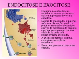 ENDOCITOSE E EXOCITOSE Enquanto na endocitose as substâncias entram nas células, existe um processo inverso: a exocitose. Depois de endocitado, o material sofre transformações sendo os produtos resultantes absorvidos através da membrana do organito e permanecendo o que resta na vesícula de onde será posteriormente exocitado. A exocitose permite, assim, a excreção e secreção de substâncias. Esses dois processos consomem energia. 