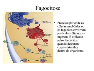 Fagocitose Processo por onde as células amebóides ou os fagócitos envolvem partículas sólidas e as ingerem. É utilizado pelos leucócitos quando detectam corpos estranhos dentro do organismo.  