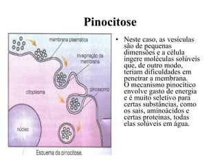 Pinocitose Neste caso, as vesículas são de pequenas dimensões e a célula ingere moléculas solúveis que, de outro modo, teriam dificuldades em penetrar a membrana. O mecanismo pinocítico envolve gasto de energia e é muito seletivo para certas substâncias, como os sais, aminoácidos e certas proteínas, todas elas solúveis em água. .                                                                                     