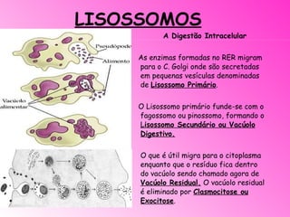 LISOSSOMOS A Digestão Intracelular   As enzimas formadas no RER migram para o C. Golgi onde são secretadas em pequenas vesículas denominadas de  Lisossomo Primário .    O Lisossomo primário funde-se com o fagossomo ou pinossomo, formando o  L isossomo Secundário ou Vacúolo Digestivo. O que é útil migra para o citoplasma enquanto que o resíduo fica dentro do vacúolo sendo chamado agora de  Vacúolo Residual.  O vacúolo residual é eliminado por  Clasmocitose ou Exocitose .     