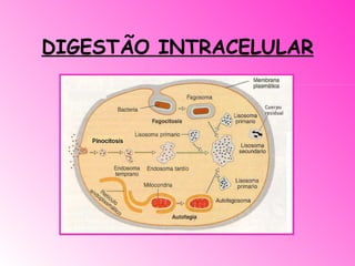 DIGESTÃO INTRACELULAR 