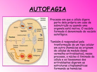 AUTOFAGIA Processo em que a célula digere parte dela própria em caso de subnutrição ou quando uma organela está inativa. O vacúolo formado é denominado de vacúolo autofágico. Também é responsável pela tranformação de um tipo celular em outro (hemácias se originam de células da medula óssea vermelha-eritroblastos), nesse processo, o núcleo é iliminado da célula e os lisossomos dos eritroblastos digerem as estruturas citoplasmáticas formando as hemácias.   