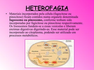 HETEROFAGIA Materiais incorporados pela célula (fagocitose ou pinocitose) ficam contidos numa organele denominada  fagossomo ou pinossomo,  conforme tenham sido incorporadas por fagicitose ou pinocitose respectivamente. Os lisossomos fundem-se a essas vesículas e liberam enzimas digestivas digerindo-as. Esse material pode ser incorporado ao citoplasma, podendo ser utilizado em processos metabólicos. 