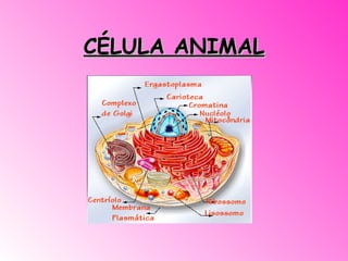 CÉLULA ANIMAL 