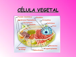 CÉLULA VEGETAL 