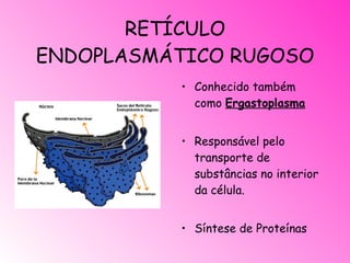 RETÍCULO ENDOPLASMÁTICO RUGOSO Conhecido também como  Ergastoplasma Responsável pelo transporte de substâncias no interior da célula. Síntese de Proteínas   