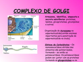 COMPLEXO DE GOLGI Armazena, identifica, empacota   e secreta   substâncias : proteínas, lipídios, glicoproteínas, glicolipídios e outras. Organização do  Acrossomo  no espermatozóide(contém enzimas importantes para penetração do espermatozóide no óvulo). Síntese de Carboidratos  – Os monossacarídeos obtidos dos alimentos são polimerizados, formando – se então os polissacarídeos. Os polissacarídeos podem ser juntar com as proteínas formando as  glicoproteínas  ou se ligando com os lipídios formando os  glicolipídios .  