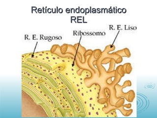 Retículo endoplasmático REL 