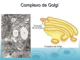 Complexo de Golgi  