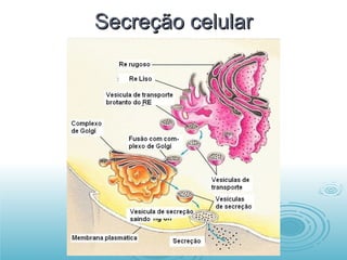 Secreção celular 