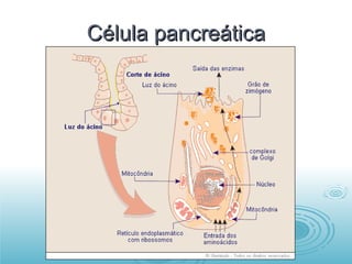 Célula pancreática 
