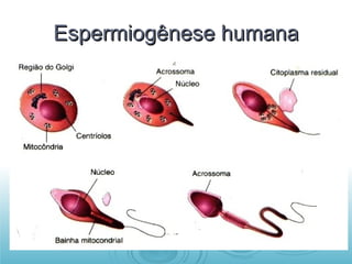 Espermiogênese humana 