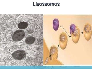 Lisossomos 