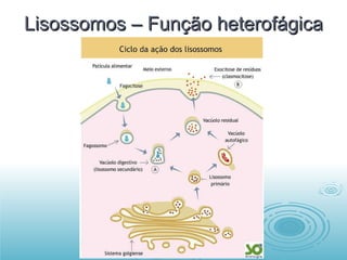 Lisossomos – Função heterofágica 