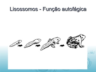 Lisossomos - Função autofágica 