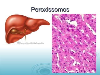 Peroxissomos 