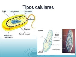 Tipos celulares 