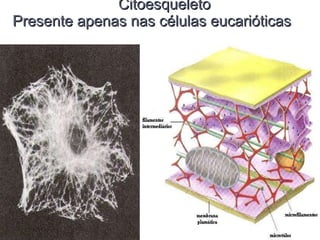 Citoesqueleto Presente apenas nas células eucarióticas  