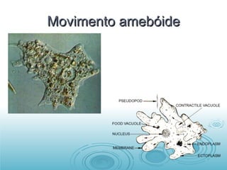 Movimento amebóide 