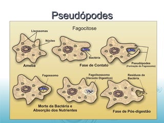 Pseudópodes 