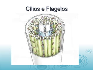 Cílios e Flagelos 