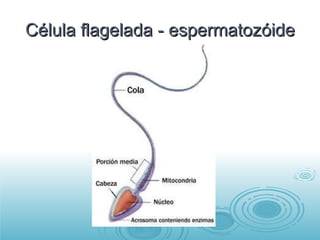 Célula flagelada - espermatozóide 