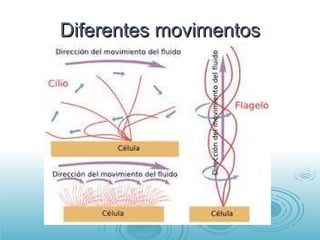 Diferentes movimentos 
