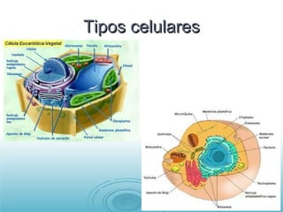 Tipos celulares 