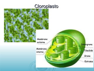 Cloroplasto  