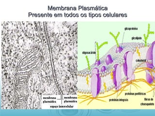 Membrana Plasmática Presente em todos os tipos celulares 