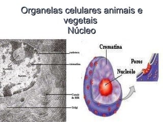 Organelas celulares animais e vegetais  Núcleo 