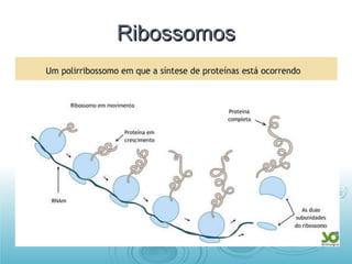 Ribossomos 