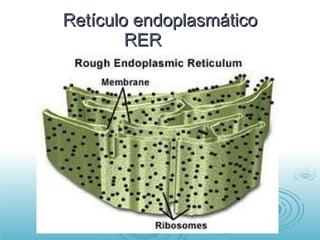 Retículo endoplasmático RER  