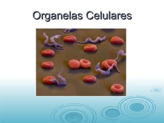 Organelas Celulares 