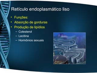 Retículo endoplasmático liso
• Funções:
• Absorção de gorduras
• Produção de lipídios
  – Colesterol
  – Lecitina
  – Hormônios sexuais
 