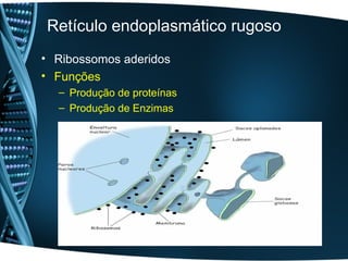 Retículo endoplasmático rugoso
• Ribossomos aderidos
• Funções
  – Produção de proteínas
  – Produção de Enzimas
 