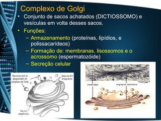 Complexo de Golgi
• Conjunto de sacos achatados (DICTIOSSOMO) e
  vesículas em volta desses sacos.
• Funções:
   – Armazenamento (proteínas, lipídios, e
     polissacarídeos)
   – Formação de: membranas, lisossomos e o
     acrossomo (espermatozóide)
   – Secreção celular
 