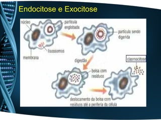 Endocitose e Exocitose
 