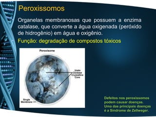 Peroxissomos
• Organelas membranosas que possuem a enzima
  catalase, que converte a água oxigenada (peróxido
  de hidrogênio) em água e oxigênio.
• Função: degradação de compostos tóxicos




                                    Defeitos nos peroxissomos
                                    podem causar doenças.
                                    Uma das principais doenças
                                    é a Síndrome de Zellweger.
 