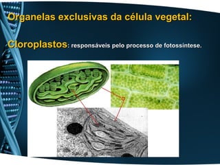 Organelas exclusivas da célula vegetal:

Cloroplastos: responsáveis pelo processo de fotossíntese.
 