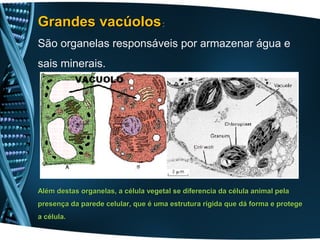 Grandes vacúolos:
São organelas responsáveis por armazenar água e
sais minerais.




Além destas organelas, a célula vegetal se diferencia da célula animal pela
presença da parede celular, que é uma estrutura rígida que dá forma e protege
a célula.
 