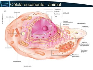 Célula eucarionte - animal
 