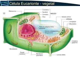 Célula Eucarionte - vegetal
 