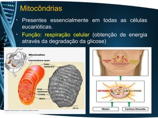 Mitocôndrias
• Presentes essencialmente em todas as células
  eucarióticas.
• Função: respiração celular (obtenção de energia
  através da degradação da glicose)
 